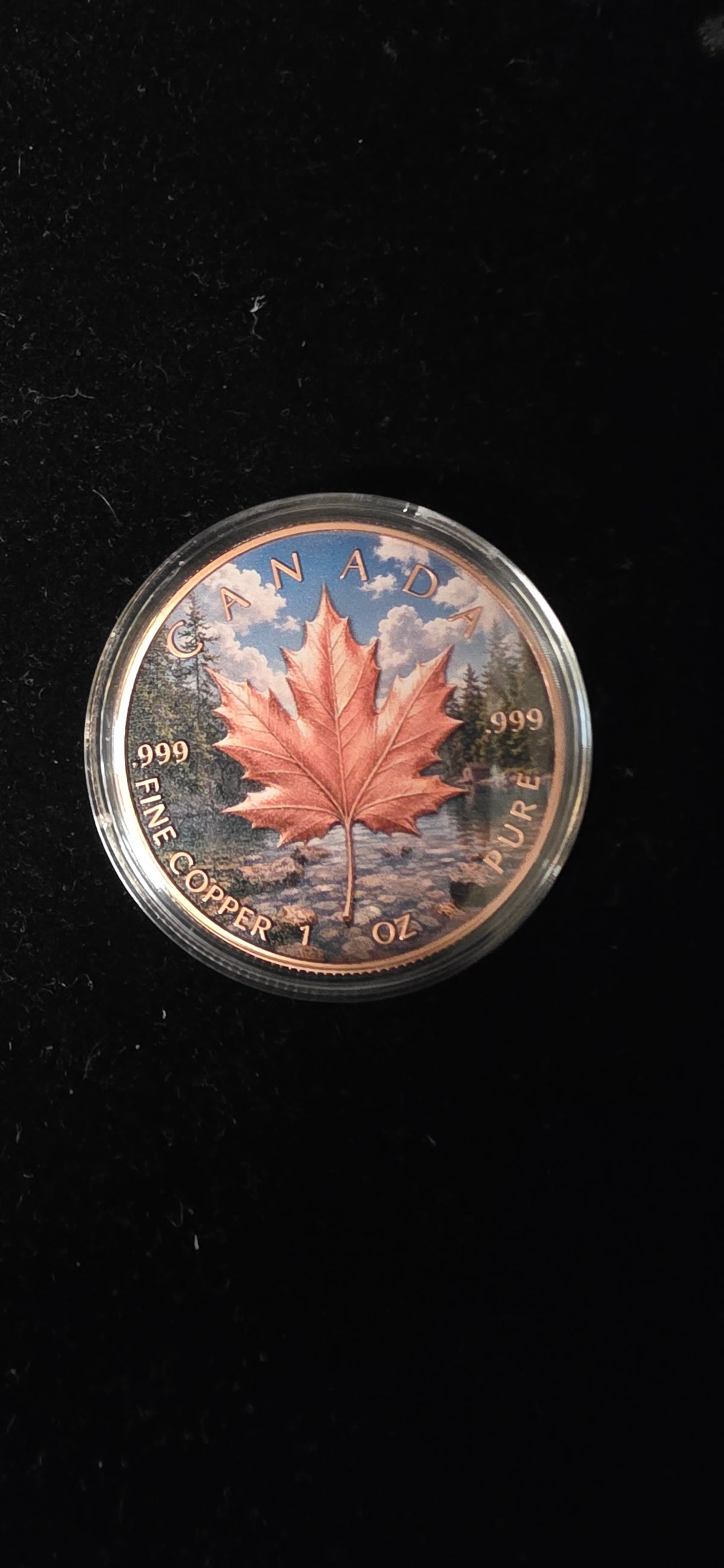 Copper colourised Maple